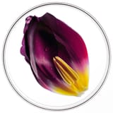 Phytocyane La Routine Antichute Progressive Femme