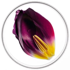 Phytocyane La Routine Antichute Progressive Femme